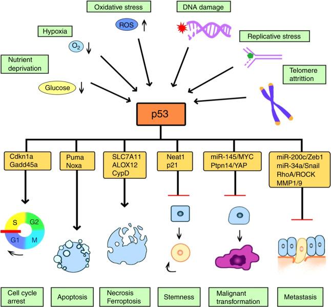 https://cdn.ncbi.nlm.nih.gov/pmc/blobs/177f/8595718/f8cad2d58bc0/41368_2021_145_Fig1_HTML.jpg