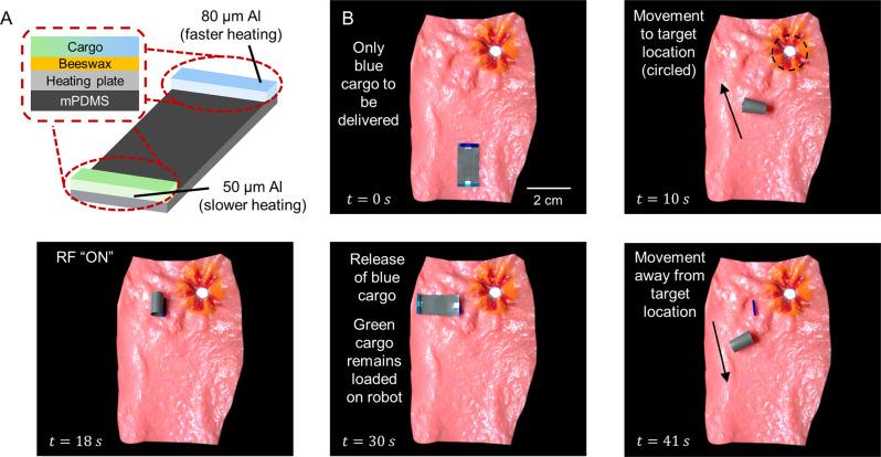 https://cdn.ncbi.nlm.nih.gov/pmc/blobs/1781/10282021/1ad557b9235b/41467_2023_38689_Fig5_HTML.jpg