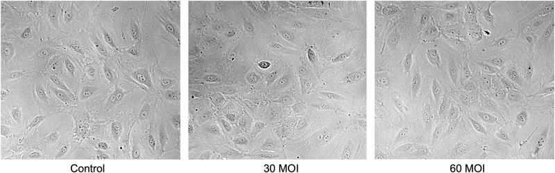 https://cdn.ncbi.nlm.nih.gov/pmc/blobs/1781/9581367/c05222a84c9b/pone.0276232.g002.jpg
