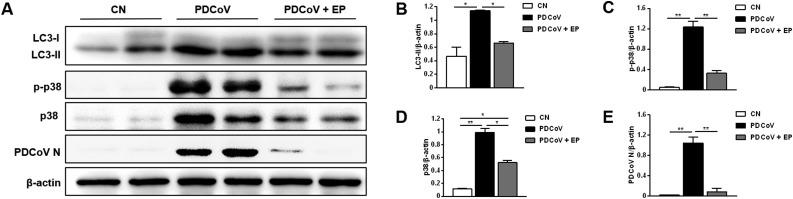 https://cdn.ncbi.nlm.nih.gov/pmc/blobs/1783/8035807/4f1483a6fbbb/gr6_lrg.jpg