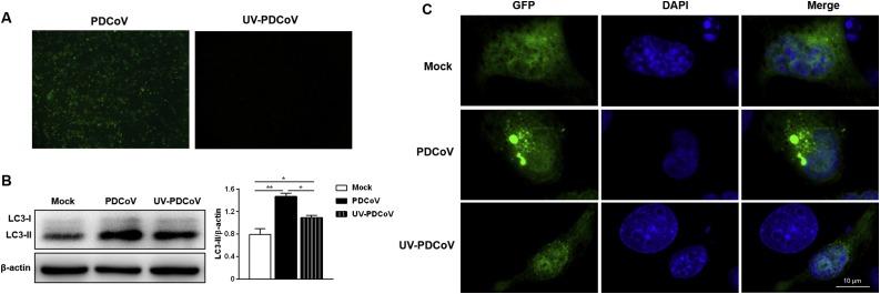 https://cdn.ncbi.nlm.nih.gov/pmc/blobs/1783/8035807/fe3a6318a9cd/gr2_lrg.jpg