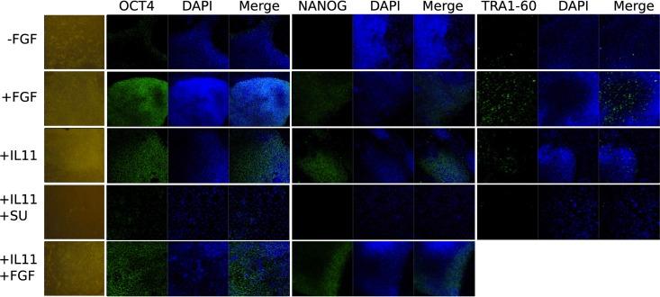 https://cdn.ncbi.nlm.nih.gov/pmc/blobs/1787/3809568/e92ec2a7186a/fphys-04-00303-g0005.jpg