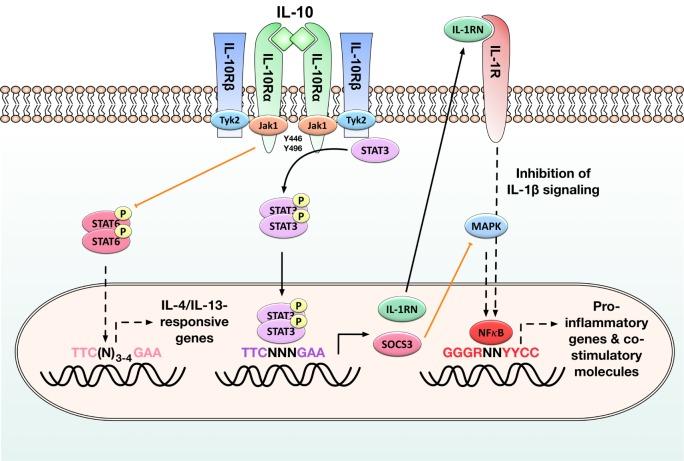 https://cdn.ncbi.nlm.nih.gov/pmc/blobs/1787/5867300/ec0560480d1d/fimmu-09-00455-g001.jpg