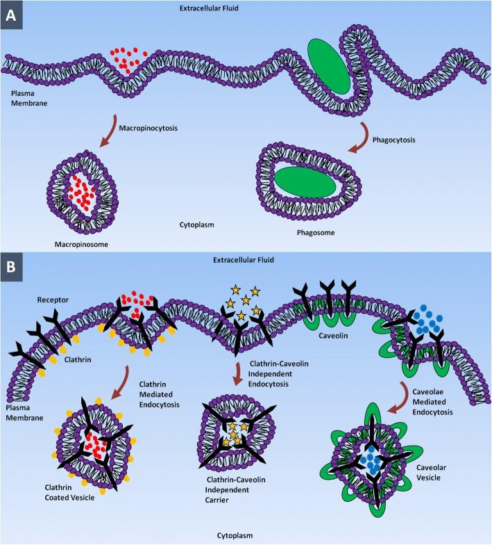 https://cdn.ncbi.nlm.nih.gov/pmc/blobs/1789/6202307/c88a922c3d30/11671_2018_2728_Fig1_HTML.jpg
