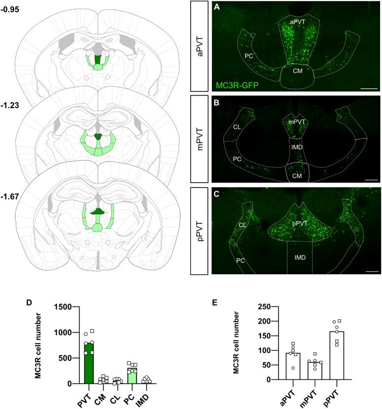 https://cdn.ncbi.nlm.nih.gov/pmc/blobs/178b/11303869/8e19d709505b/LSA-2024-02754_Fig1.jpg