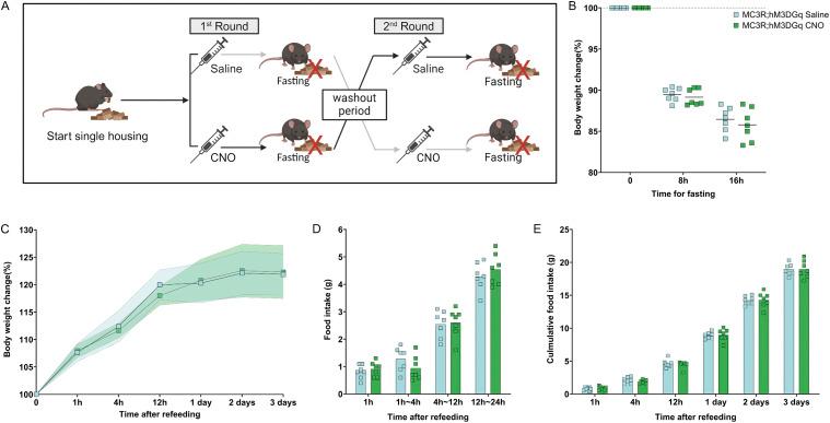 https://cdn.ncbi.nlm.nih.gov/pmc/blobs/178b/11303869/917cccc7649f/LSA-2024-02754_Fig5.jpg