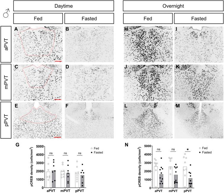 https://cdn.ncbi.nlm.nih.gov/pmc/blobs/178b/11303869/f0bca429fa89/LSA-2024-02754_FigS2.jpg