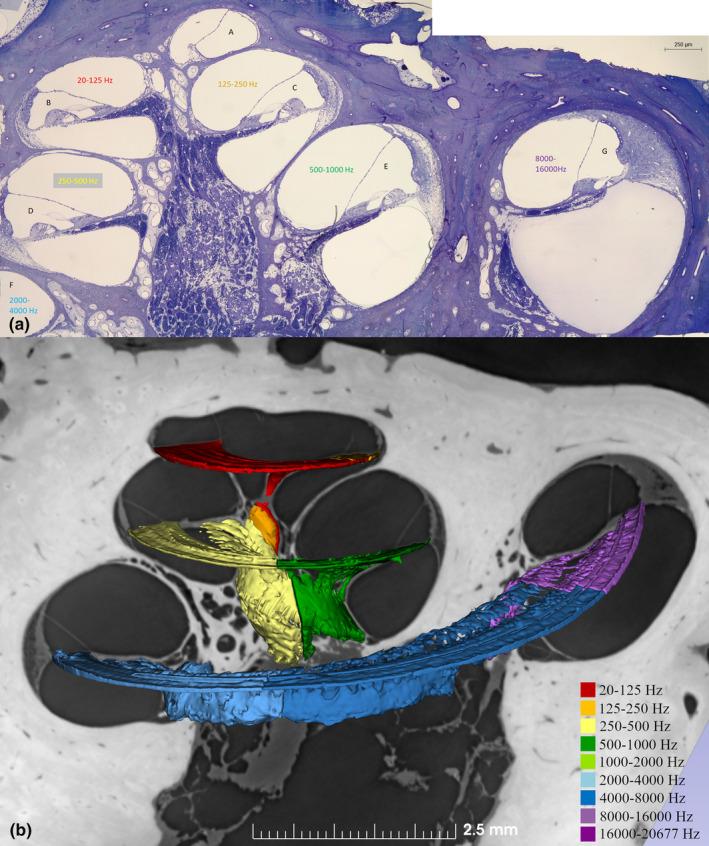 https://cdn.ncbi.nlm.nih.gov/pmc/blobs/178d/11259753/3a053403543f/JOA-245-271-g008.jpg