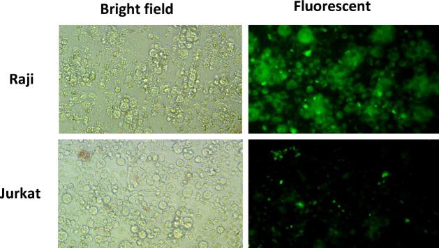 https://cdn.ncbi.nlm.nih.gov/pmc/blobs/178f/12075519/703cacac8f0d/41598_2025_1504_Fig10_HTML.jpg
