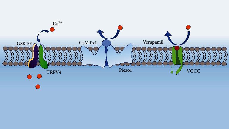 https://cdn.ncbi.nlm.nih.gov/pmc/blobs/1790/11300091/82c0fcca2fc9/JIR2024-4751168.004.jpg