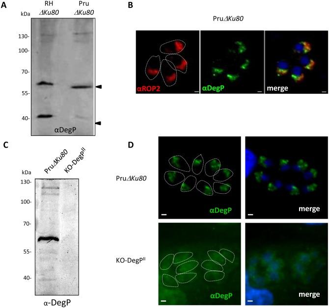 https://cdn.ncbi.nlm.nih.gov/pmc/blobs/1794/5731766/87194f4ea369/pone.0189556.g004.jpg