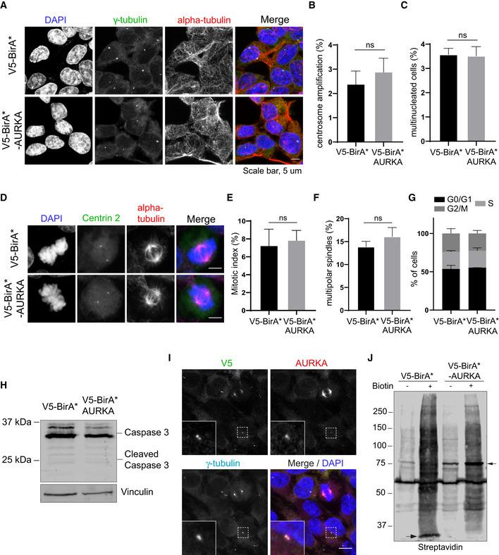 https://cdn.ncbi.nlm.nih.gov/pmc/blobs/1794/8339716/1f02bcd02c82/EMBR-22-e51902-g002.jpg