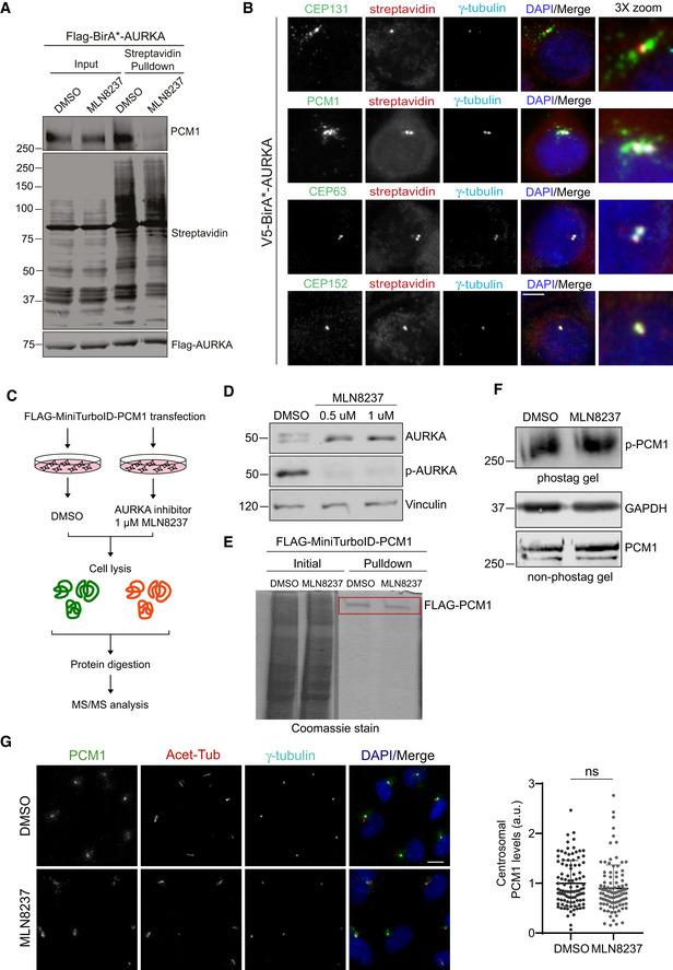 https://cdn.ncbi.nlm.nih.gov/pmc/blobs/1794/8339716/5e496b0ad654/EMBR-22-e51902-g005.jpg
