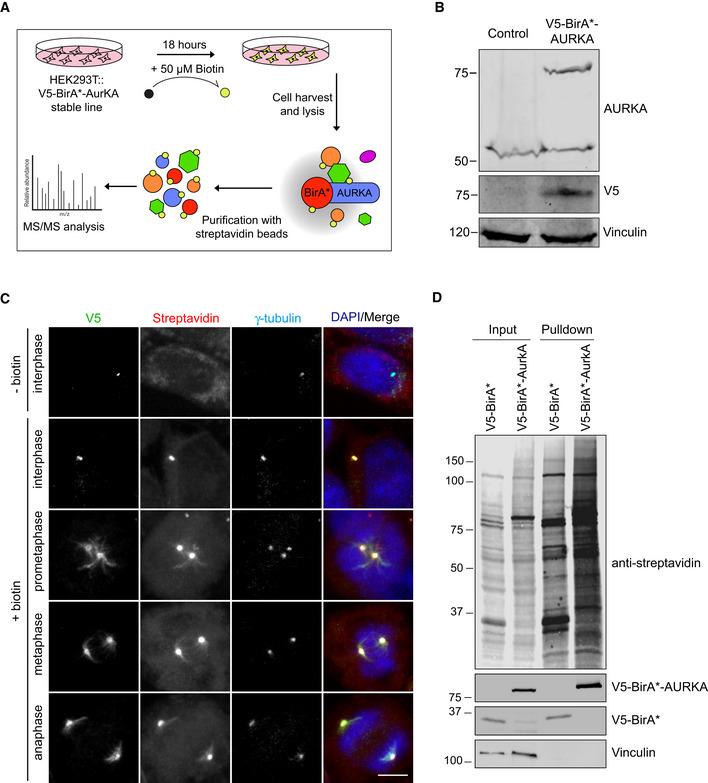 https://cdn.ncbi.nlm.nih.gov/pmc/blobs/1794/8339716/728e8587877e/EMBR-22-e51902-g006.jpg