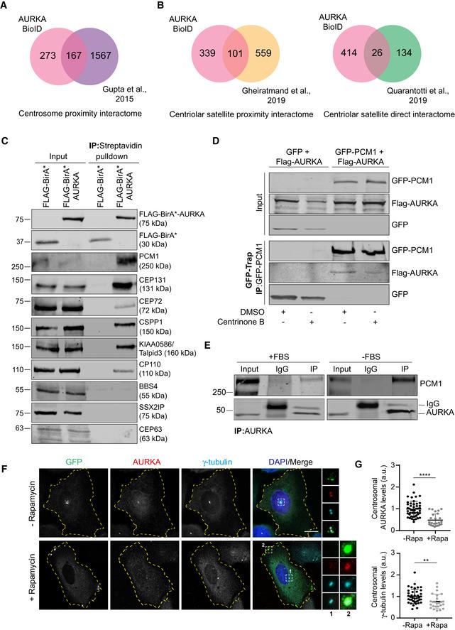 https://cdn.ncbi.nlm.nih.gov/pmc/blobs/1794/8339716/d1c5b25b307c/EMBR-22-e51902-g009.jpg