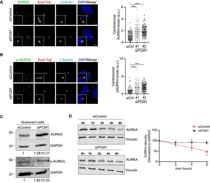https://cdn.ncbi.nlm.nih.gov/pmc/blobs/1794/8339716/d6ee3c109b88/EMBR-22-e51902-g011.jpg