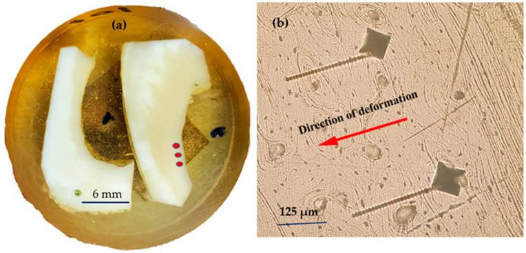 https://cdn.ncbi.nlm.nih.gov/pmc/blobs/179f/11051036/b7dd38203a86/jfb-15-00087-g002.jpg