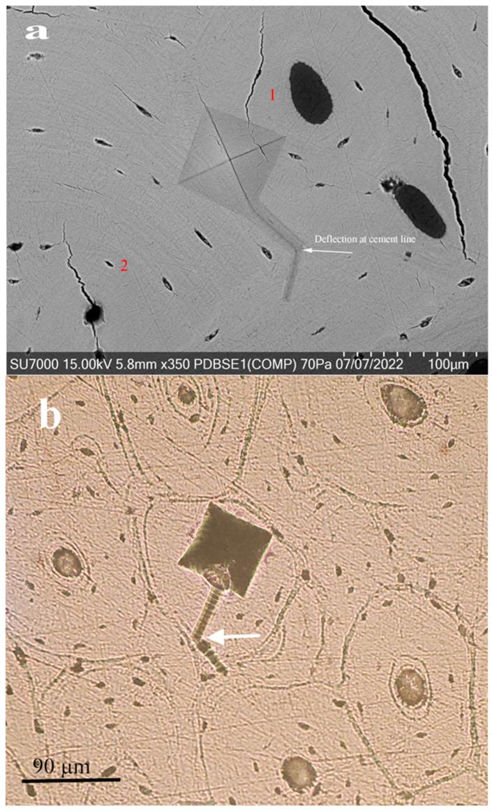 https://cdn.ncbi.nlm.nih.gov/pmc/blobs/179f/11051036/c5be5d359b43/jfb-15-00087-g008.jpg