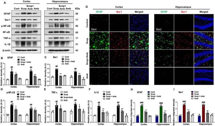 https://cdn.ncbi.nlm.nih.gov/pmc/blobs/179f/12325200/a2068745b896/fnagi-17-1607289-g004.jpg