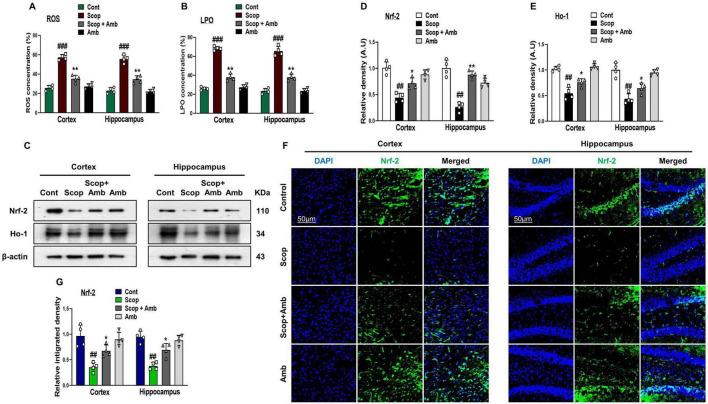 https://cdn.ncbi.nlm.nih.gov/pmc/blobs/179f/12325200/c13f7e4c4c83/fnagi-17-1607289-g002.jpg