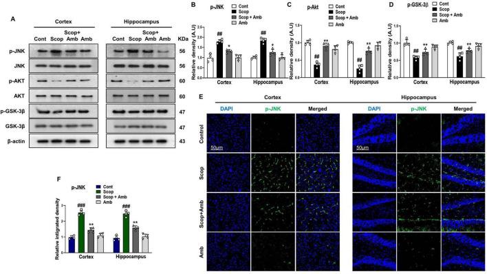 https://cdn.ncbi.nlm.nih.gov/pmc/blobs/179f/12325200/e5b6a9d50366/fnagi-17-1607289-g003.jpg
