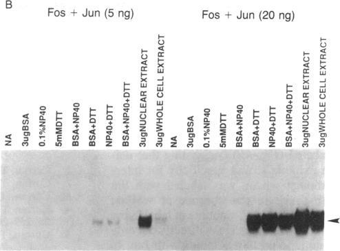 https://cdn.ncbi.nlm.nih.gov/pmc/blobs/17a1/53404/b1b0374241d3/pnas01028-0187-b.jpg