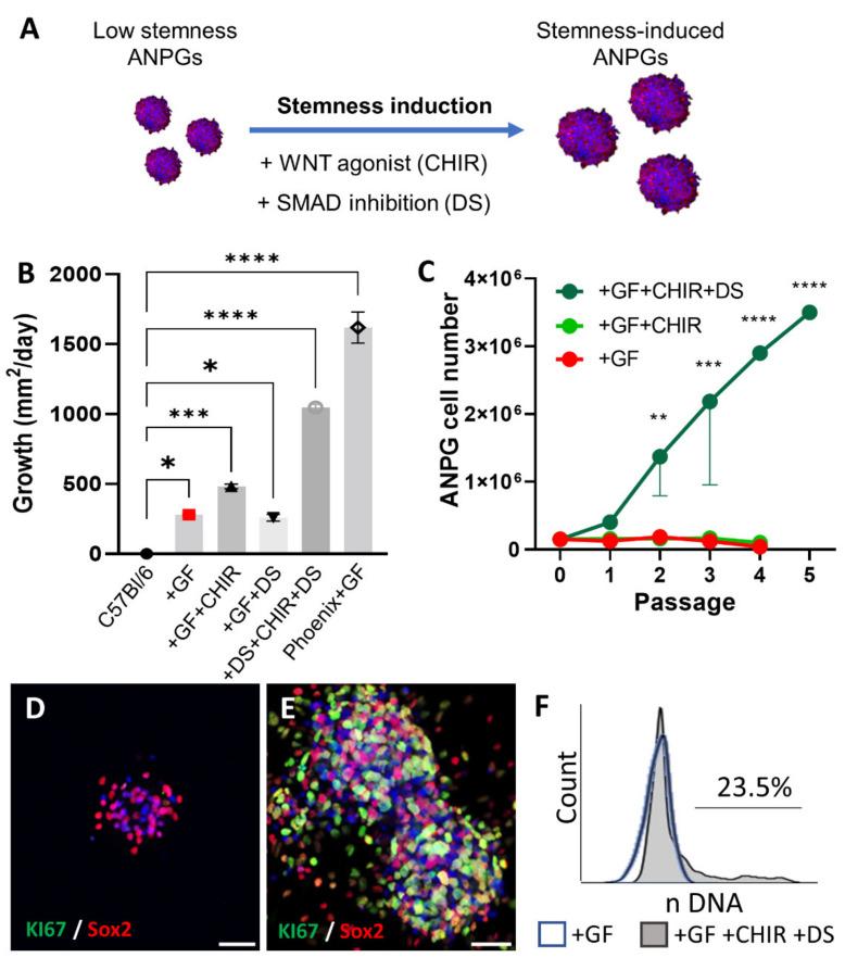 https://cdn.ncbi.nlm.nih.gov/pmc/blobs/17a6/9367963/30667d8a6d1c/cells-11-02431-g005.jpg