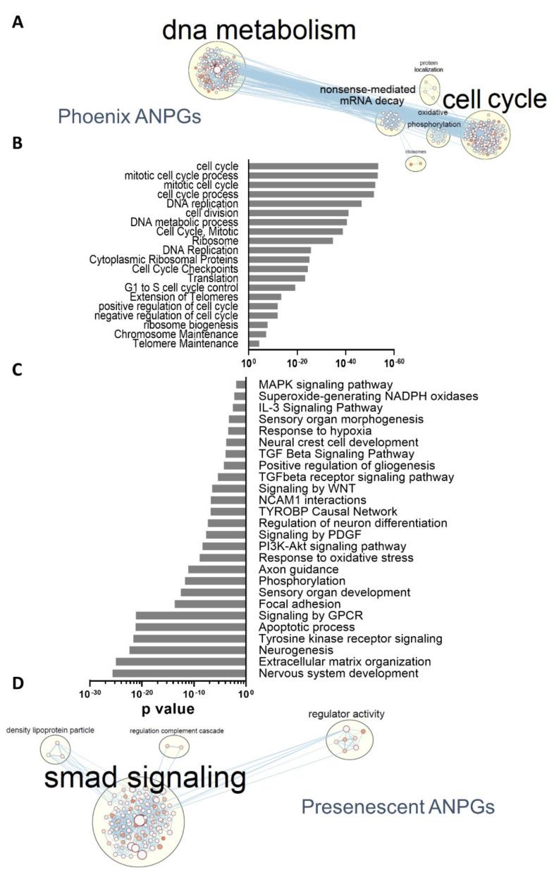 https://cdn.ncbi.nlm.nih.gov/pmc/blobs/17a6/9367963/a77e8ed270c0/cells-11-02431-g004.jpg