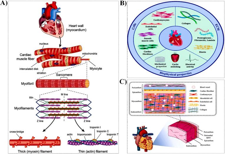 https://cdn.ncbi.nlm.nih.gov/pmc/blobs/17a9/12180948/edec1961d6ab/gr1.jpg