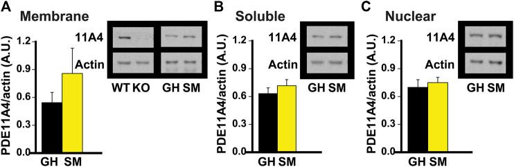 https://cdn.ncbi.nlm.nih.gov/pmc/blobs/17ae/8650591/664b53b22f0f/fphar-12-749628-g002.jpg