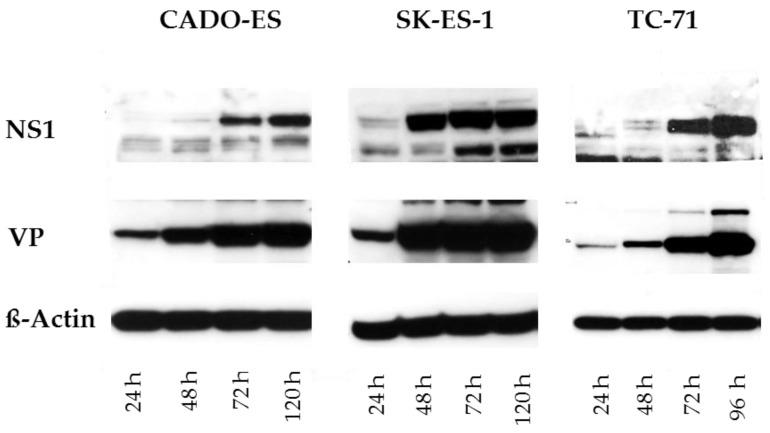 https://cdn.ncbi.nlm.nih.gov/pmc/blobs/17b8/6024310/239ecca97cbe/viruses-10-00302-g001.jpg