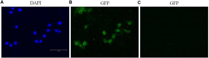 https://cdn.ncbi.nlm.nih.gov/pmc/blobs/17bb/11300235/2c8681c43e06/ftox-06-1389160-g003.jpg