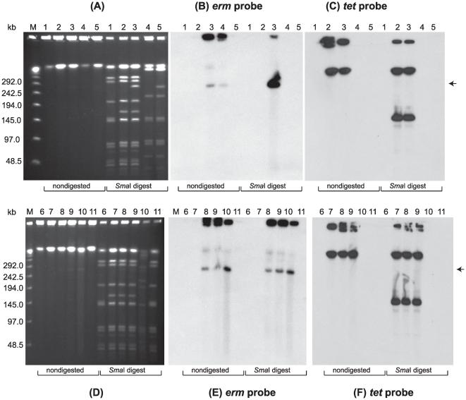 https://cdn.ncbi.nlm.nih.gov/pmc/blobs/17bc/2884020/3566a6b9ac2e/pone.0011087.g006.jpg