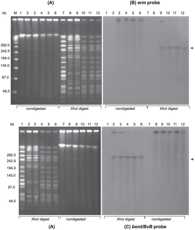 https://cdn.ncbi.nlm.nih.gov/pmc/blobs/17bc/2884020/ef1506a49cca/pone.0011087.g004.jpg