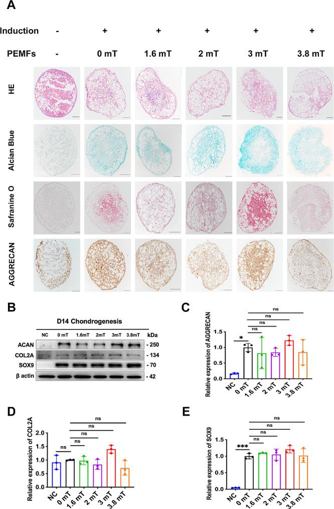 https://cdn.ncbi.nlm.nih.gov/pmc/blobs/17bd/11301989/755dbd111ecf/12967_2024_5470_Fig3_HTML.jpg