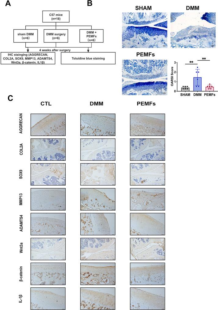 https://cdn.ncbi.nlm.nih.gov/pmc/blobs/17bd/11301989/befdc270adbd/12967_2024_5470_Fig9_HTML.jpg