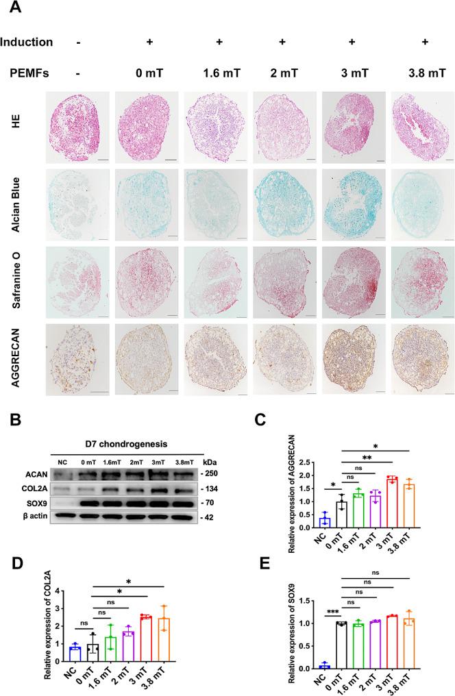 https://cdn.ncbi.nlm.nih.gov/pmc/blobs/17bd/11301989/c4b31d923a22/12967_2024_5470_Fig2_HTML.jpg
