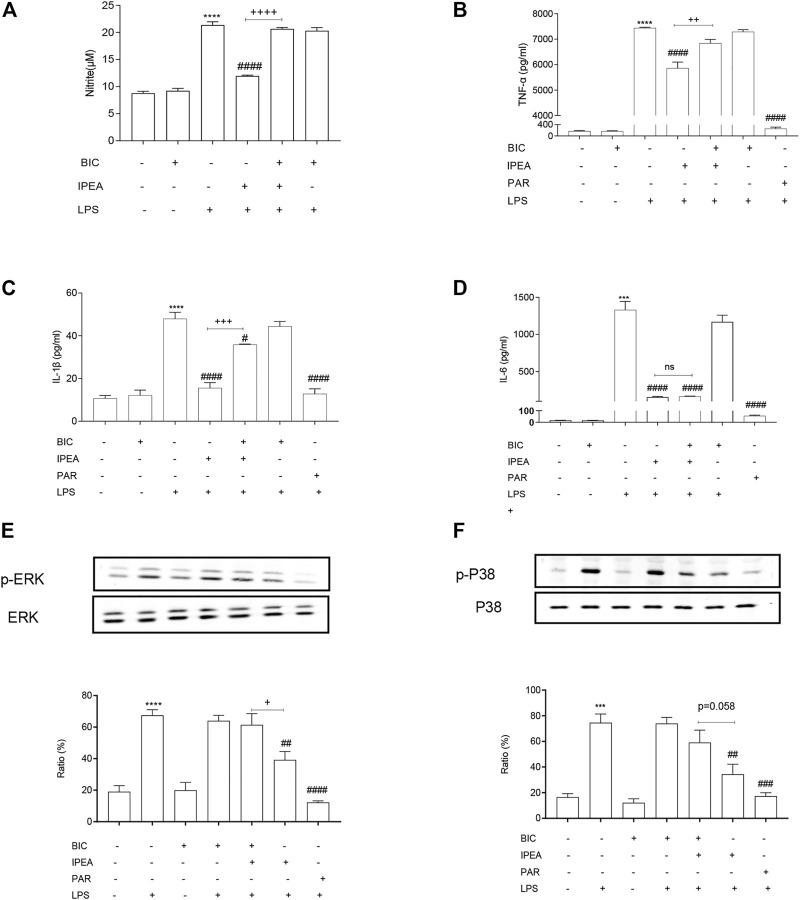 https://cdn.ncbi.nlm.nih.gov/pmc/blobs/17c6/8592923/47b880324081/fphar-12-753128-g005.jpg