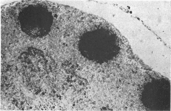 https://cdn.ncbi.nlm.nih.gov/pmc/blobs/17c7/225195/ccdddbdf2a22/pnas00124-0206-a.jpg