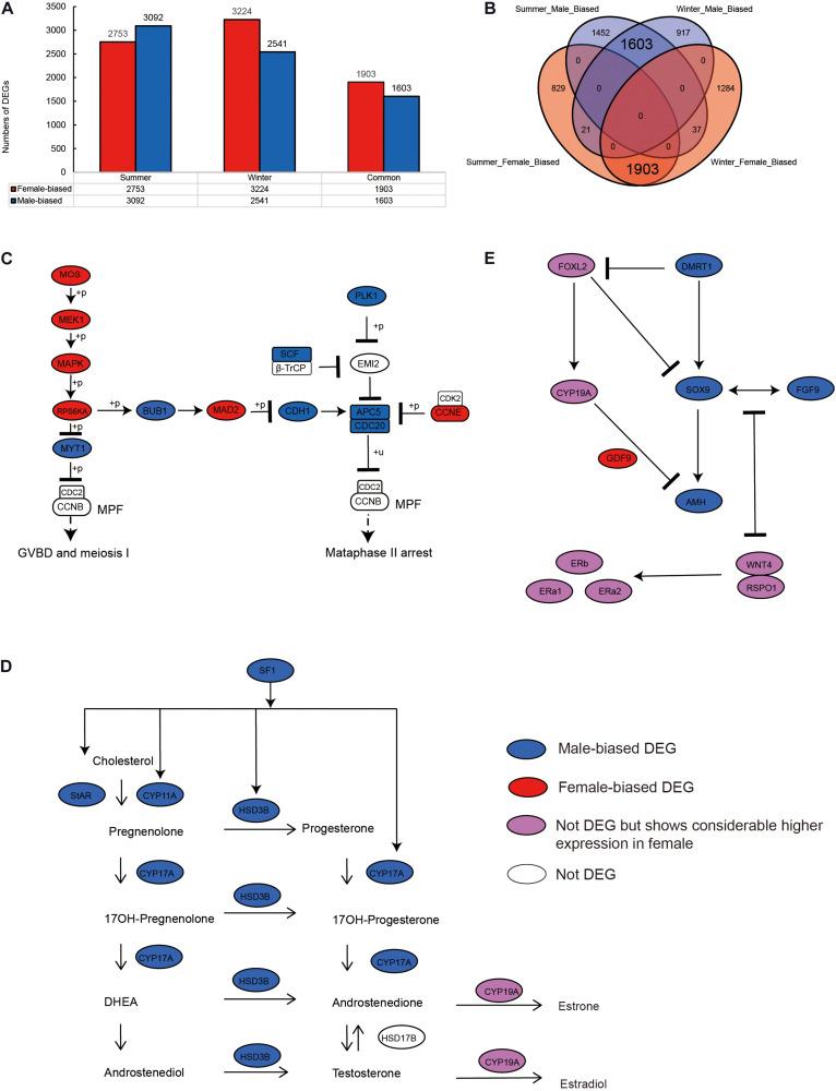https://cdn.ncbi.nlm.nih.gov/pmc/blobs/17c8/7990765/2bf4a094c3fa/fgene-12-655900-g001.jpg