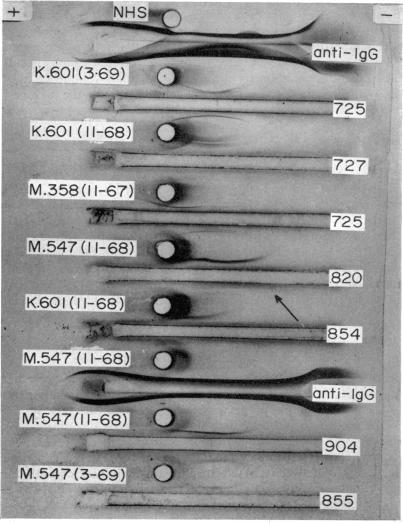 https://cdn.ncbi.nlm.nih.gov/pmc/blobs/17cb/1423058/ee77f3b36fd7/immunology00332-0046-a.jpg