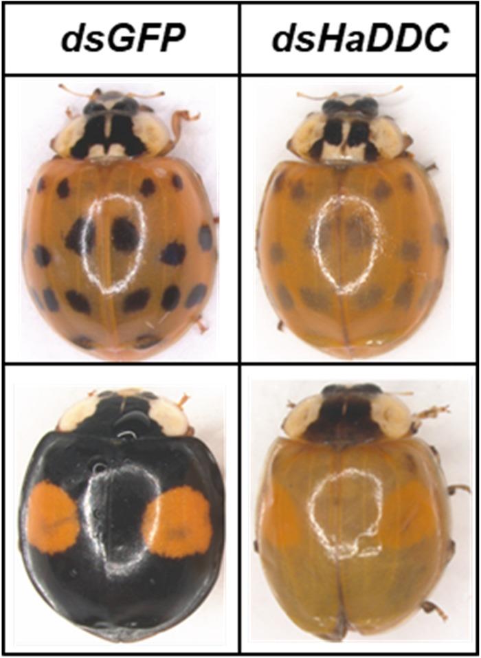 https://cdn.ncbi.nlm.nih.gov/pmc/blobs/17cd/6719567/7dddfd0af03b/fphys-10-01066-g006.jpg