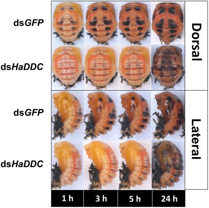https://cdn.ncbi.nlm.nih.gov/pmc/blobs/17cd/6719567/a3d8b730dcf1/fphys-10-01066-g005.jpg