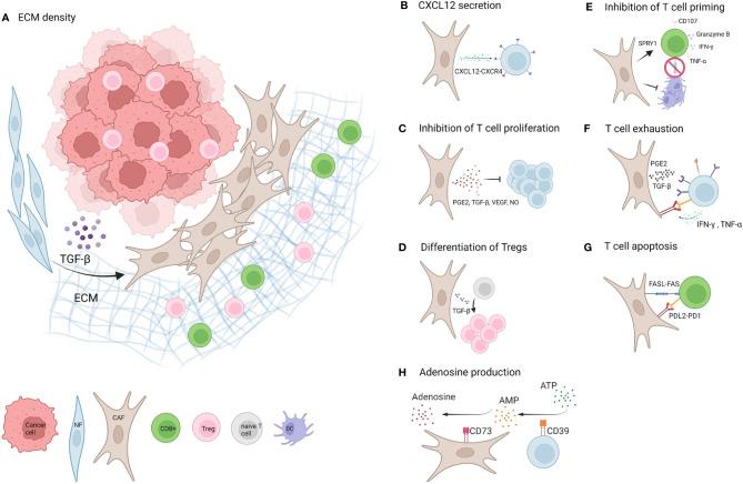 https://cdn.ncbi.nlm.nih.gov/pmc/blobs/17cd/9035846/402f87fbdb07/fimmu-13-887380-g001.jpg