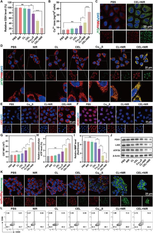 https://cdn.ncbi.nlm.nih.gov/pmc/blobs/17d3/12097029/81bc5be7d3f5/ADVS-12-2500652-g005.jpg