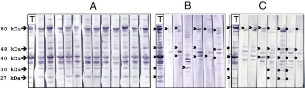 https://cdn.ncbi.nlm.nih.gov/pmc/blobs/17d3/3439703/c736e37bbc62/1746-6148-8-109-1.jpg