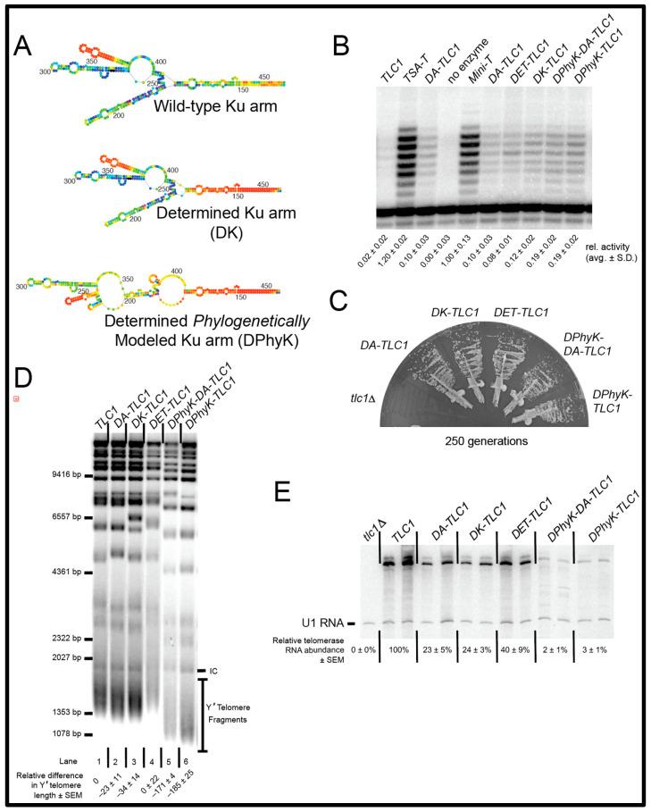 https://cdn.ncbi.nlm.nih.gov/pmc/blobs/17dc/10514824/0e5048e31de0/ncrna-09-00051-g004.jpg
