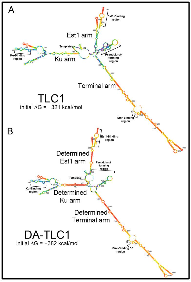 https://cdn.ncbi.nlm.nih.gov/pmc/blobs/17dc/10514824/18e307d68327/ncrna-09-00051-g001.jpg