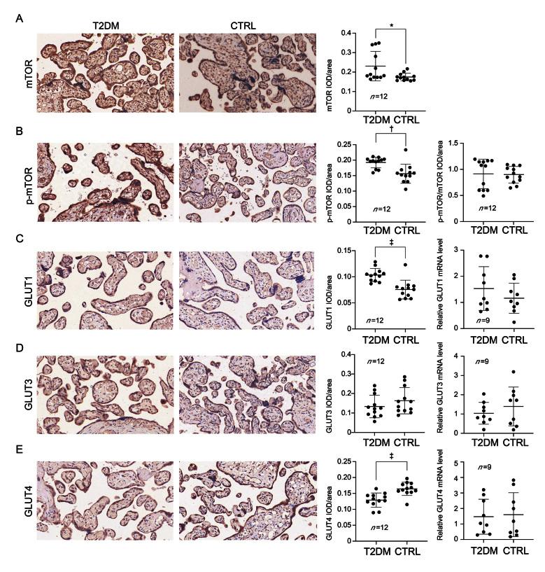 https://cdn.ncbi.nlm.nih.gov/pmc/blobs/17dc/11230790/487ffca62fe5/cm9-137-1563-g001.jpg