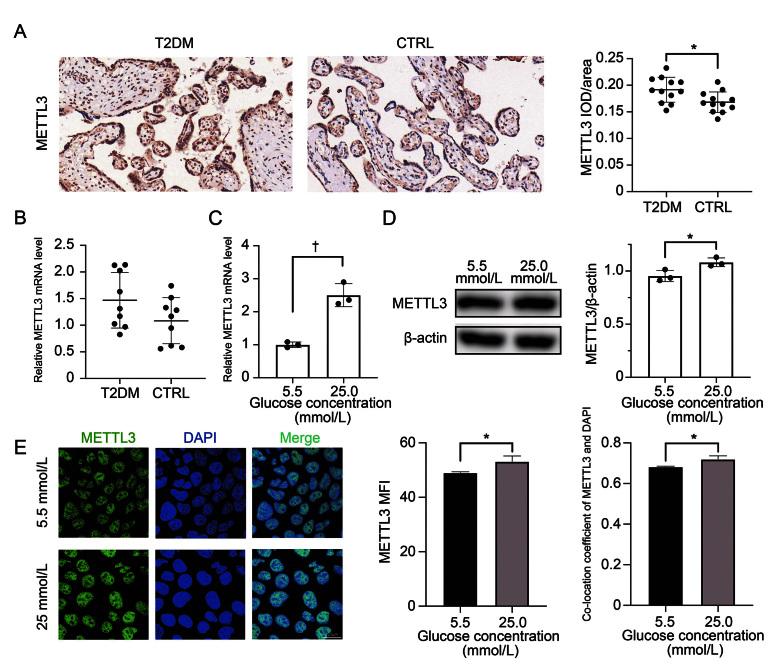 https://cdn.ncbi.nlm.nih.gov/pmc/blobs/17dc/11230790/ba5f25612119/cm9-137-1563-g004.jpg